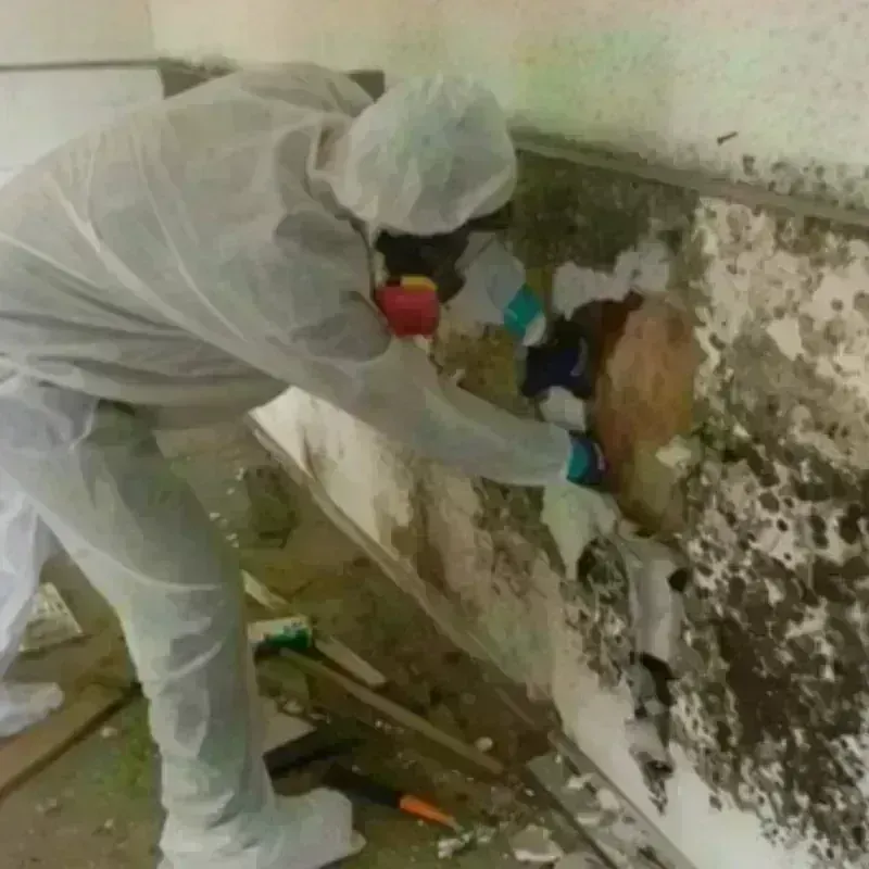 Mold Remediation and Removal in Montclair, NJ